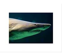 Wee Blue Coo SANDTIGER SHARK RAGGED TEETH JAWS AUSTRALIA BLACK FRAMED ART PRINT B12X8932