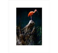 Wee Blue Coo Scarlett Ibis Bird Red Pink On Tree Black Framed Art Print Picture B12X9591