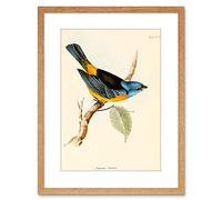 Wee Blue Coo Scientific Bird Illustration F'' Tanagra Darwin Framed Wall Art Print