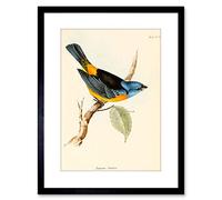 Wee Blue Coo Scientific Bird Illustration F'' Tanagra Darwin Framed Wall Art Print