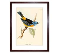 Wee Blue Coo Scientific Bird Illustration F'' Tanagra Darwin Framed Wall Art Print