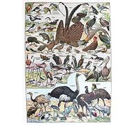 Wee Blue Coo Scientific Birds Identification Ostrich Penguin Flamingo Art Print Poster Wall Decor 12X16 Inch