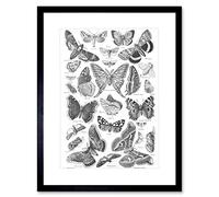 Wee Blue Coo SCIENTIFIC BUTTERFLY MOTH BLACK WHITE DRAWING BLACK FRAMED ART PRINT B12X7757