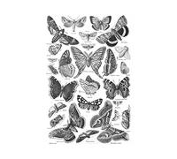 Wee Blue Coo Scientific Butterfly Moth Black White Drawing Picture Wall Art Print