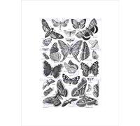 Wee Blue Coo Scientific Butterfly Moth Black White Drawing Wall Art Print