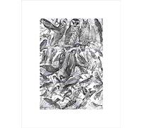 Wee Blue Coo SCIENTIFIC ILLUSTRATION BIRDS OWLS BLACK WHITE BLACK FRAMED ART PRINT B12X7756