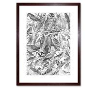 Wee Blue Coo Scientific Illustration Birds Owls Black White Framed Wall Art Print
