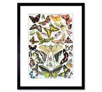 Wee Blue Coo SCIENTIFIC ILLUSTRATION BUTTERFLY MOTH COLOUR DRAWING FRAMED ART PRINT B12X7758