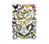 Wee Blue Coo Scientific Illustration Butterfly Moth Colour Drawing Wall Art Print