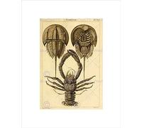 Wee Blue Coo SCIENTIFIC ILLUSTRATION CRUSTACEANS HORSEHOE CRAB FRAMED ART PRINT B12X10129