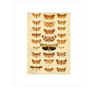 Wee Blue Coo Scientific Illustration Insects Moths Picture Wall Art Print