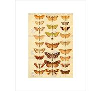 Wee Blue Coo SCIENTIFIC ILLUSTRATION INSECTS MOTHS PLATE BLACK FRAMED ART PRINT B12X10130