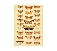 Wee Blue Coo Scientific Illustration Insects Moths Wall Art Print