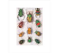 Wee Blue Coo SCIENTIFIC PHOTOGRAPH BEETLES INSECT COLOURFUL RAINBOW FRAMED ART PRINT B12X10133