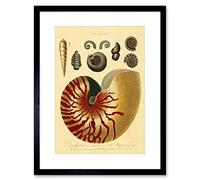 Wee Blue Coo SCIENTIFIC PLATE CONCHOLOGY SHELL SEAS BLACK FRAMED ART PRINT PICTURE B12X7759