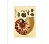 Wee Blue Coo SCIENTIFIC PLATE CONCHOLOGY SHELL SEAS BLACK FRAMED ART PRINT PICTURE B12X7759
