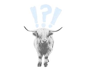 Wee Blue Coo Scottish Highland Hairy Coo Cow Surprised Expression Scotland Art Print