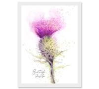 Scottish Thistle Flower Head Watercolour Scotland A4 Artwork Framed Wall Art Print Artery8 White One Size