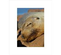 Wee Blue Coo Seal Sleeping On Rock Beach Art Wall Art Print