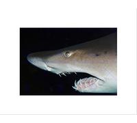Wee Blue Coo Shark Jaws Eye Night Marine Water Art Picture Wall Art Print
