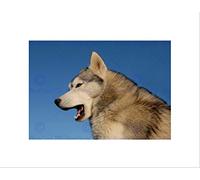 Wee Blue Coo Siberian Husky Dog Yawning Art Wall Art Print