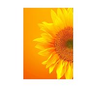 Wee Blue Coo Single Sunflower Bloom Orange Yellow Photo Picture Wall Art Print
