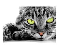 Wee Blue Coo Sleepy Grey Green Eyed Cat Close Up Macro Art Print Poster Wall Decor 12X16 Inch
