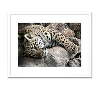 Wee Blue Coo Sleepy Jaguar Big Cat Art Framed Wall Art Print