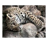 Wee Blue Coo Sleepy Jaguar Big Cat Art Print Poster Wall Decor 12X16 Inch