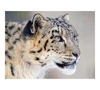 Wee Blue Coo Snow Leopard Face Close Up Big Cat Art Print Poster Wall Decor 12X16 Inch