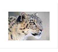 Wee Blue Coo SNOW LEOPARD FACE CLOSE UP BIG CAT BLACK FRAME FRAMED ART PRINT PICTURE B12X9129