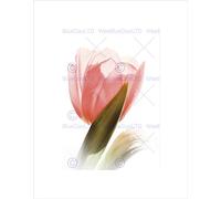 Wee Blue Coo Soft Tulip Flower Bloom Pink Black Frame Framed Art Print Picture Mount B12X9689