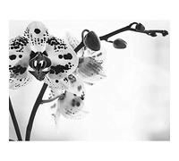 Wee Blue Coo Spotted Orchid Graph Art Print Poster Wall Decor 12X16 Inch