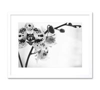 Wee Blue Coo Spotted Orchid Photograph Art Print Framed Poster Wall Decor 12x16 inch