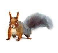 Wee Blue Coo Squirrel Watercolour Cute Large Wall Art Print Canvas Premium Poster