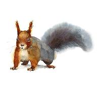 Wee Blue Coo Squirrel Watercolour Cute Unframed Art Print Poster Wall Decor 12x16 inch