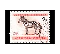 Wee Blue Coo Stamp Hungary 2 Two Forint Zebra Calf Zoology Picture Wall Art Print