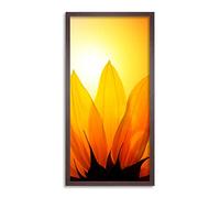 Wee Blue Coo Sunflower Petals BrightLight Long Panel Framed Wall Art Print