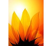 Wee Blue Coo Sunflower Petals Close Up Art Print Poster Wall Decor 12X16 Inch