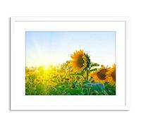Wee Blue Coo Sunflowers Field Yellow Green Picture Photo Framed Wall Art Print