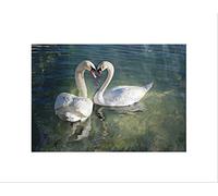Wee Blue Coo Swans Couple Heart Love Art Wall Art Print