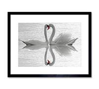 Wee Blue Coo Swans Love Black White Romance Swan Black Framed Art Print Picture B12X9683