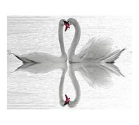 Wee Blue Coo Swans Love Black White Romance Swan Photo Art Picture Canvas Print