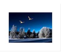 Wee Blue Coo Swans Winter Snow Trees Bird Art Wall Art Print