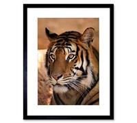 Wee Blue Coo Tiger Animal Nature Cat Art Framed Wall Art Print