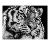 Wee Blue Coo Tiger Close Up Graph Art Print Poster Wall Decor 12X16 Inch