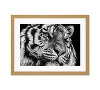 Wee Blue Coo Tiger Close Up Photograph Large Framed Art Print Wall Poster 18x24 inch