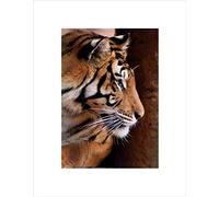 Wee Blue Coo TIGER FACE SIDE PROFILE CAT BIG BLACK FRAME FRAMED ART PRINT PICTURE B12X8781