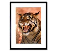 Wee Blue Coo TIGER ROARING TEETH FIERCE BLACK FRAME FRAMED ART PRINT PICTURE MOUNT B12X8783
