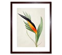 Wee Blue Coo Tropical Bird Of Paradise Flower Gold Black Illustration Artwork Framed Wall Art Print 12X16 Inch